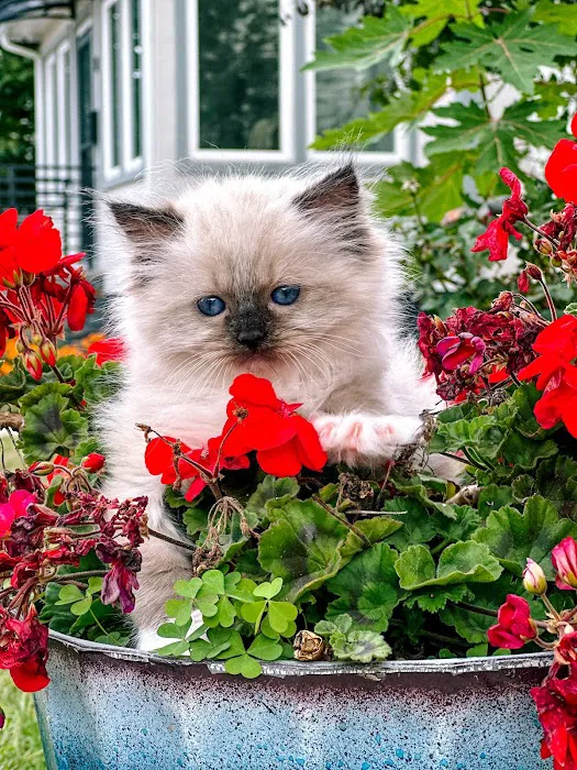 Posh Raggies Ragdoll Kittens Picture 7