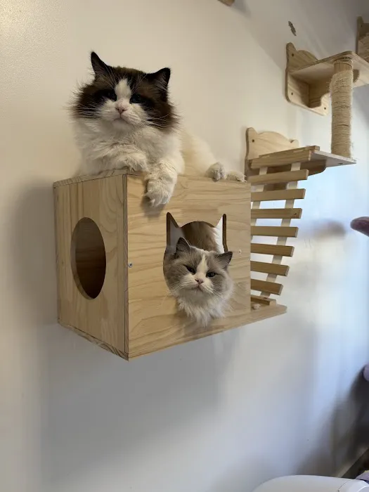 Posh Raggies Ragdoll Kittens Picture 9