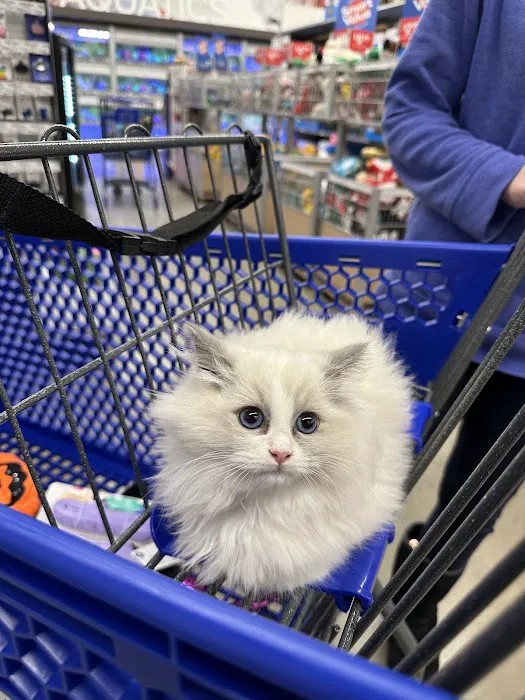 Posh Raggies Ragdoll Kittens Picture 10
