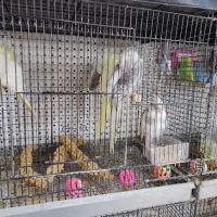 The Bird Spot ico