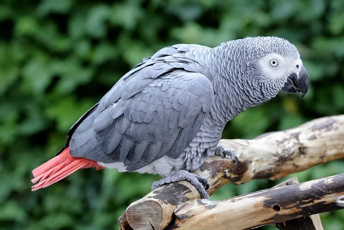 The Bird Spot Picture 10