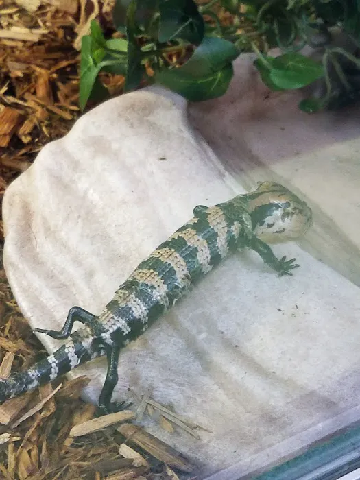 Scales 'N Tails Las Vegas Picture 10