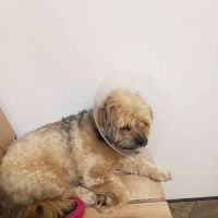 Banfield Pet Hospital ico
