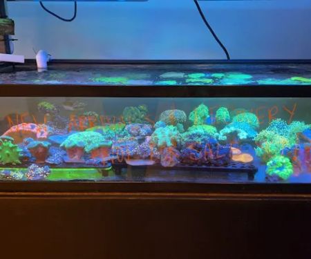 Artistic Oceans