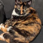 Oradell Veterinary Group of Hasbrouck Heights