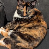 Oradell Veterinary Group of Hasbrouck Heights ico