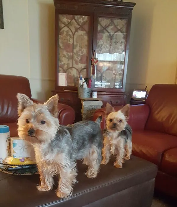 Oradell Veterinary Group of Hasbrouck Heights Picture 6