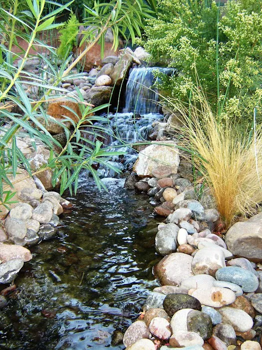 Advanced Aquascapes Picture 2