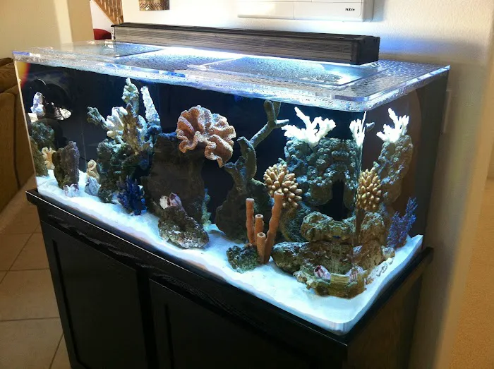 Advanced Aquascapes Picture 6