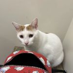 Vetco Total Care Animal Hospital