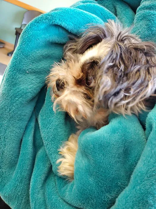All Paws Veterinary Clinic Picture 5