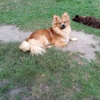 All Paws Veterinary Clinic ico
