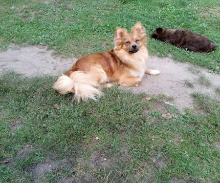 All Paws Veterinary Clinic