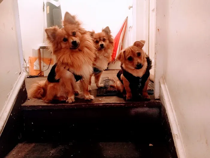 All Paws Veterinary Clinic Picture 4