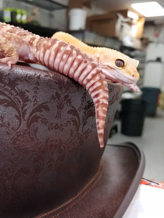 LLLReptile & Supply Henderson Picture 9