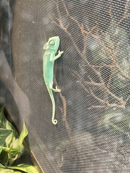 LLLReptile & Supply Henderson Picture 10