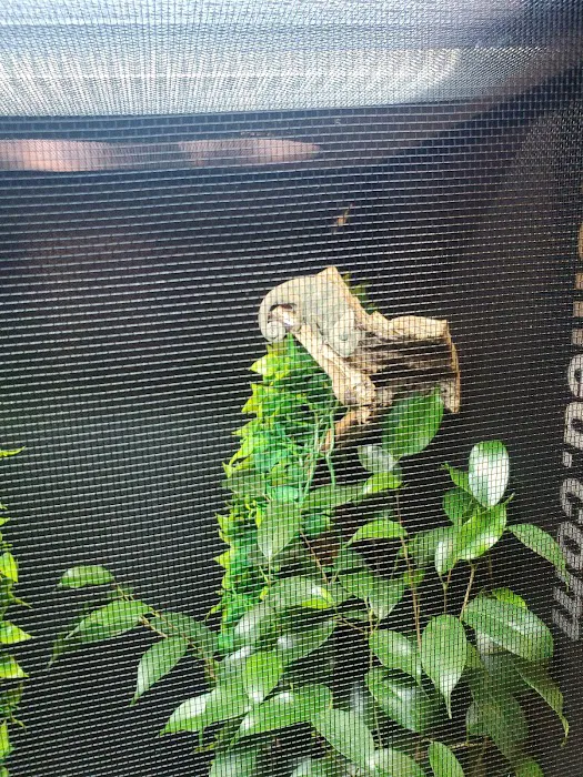 9th Island Reptiles Picture 5