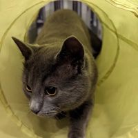 Ocean Heights Animal Hospital ico
