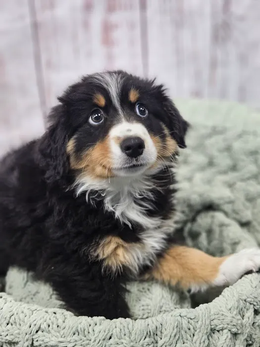 Puppies For Less - W Cheyenne Las Vegas Picture 1