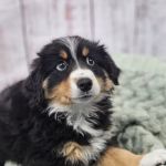 Puppies For Less - W Cheyenne Las Vegas