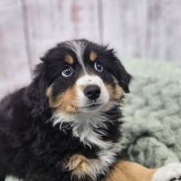Puppies For Less - W Cheyenne Las Vegas ico