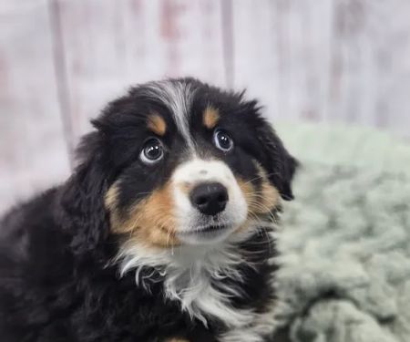 Puppies For Less - W Cheyenne Las Vegas
