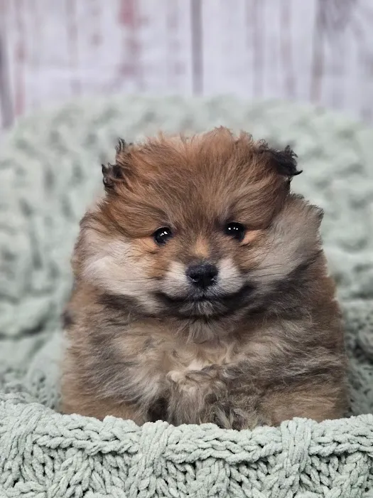 Puppies For Less - W Cheyenne Las Vegas Picture 4