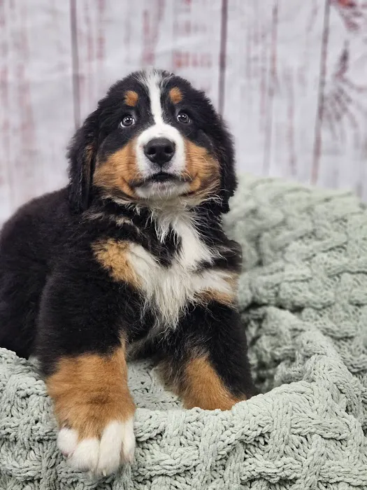 Puppies For Less - W Cheyenne Las Vegas Picture 6