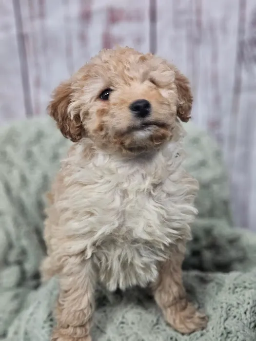 Puppies For Less - W Cheyenne Las Vegas Picture 9