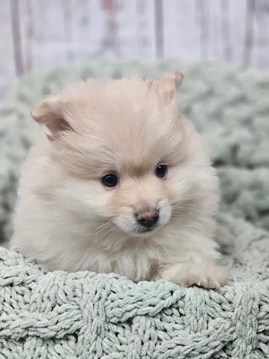 Puppies For Less - W Cheyenne Las Vegas Picture 8