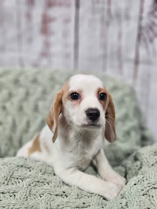 Puppies For Less - W Cheyenne Las Vegas Picture 7