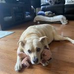 Atlantic County SPCA
