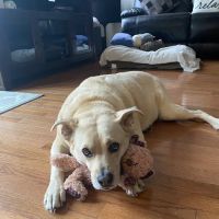 Atlantic County SPCA ico