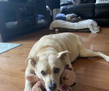 Atlantic County SPCA
