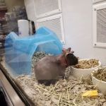 Petco