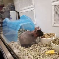 Petco ico