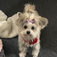 Mainland Veterinary Hospital ico