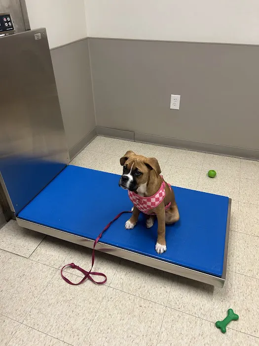 Mainland Veterinary Hospital Picture 10