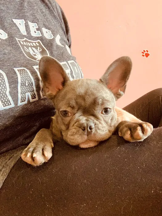 Puppy Town Picture 3