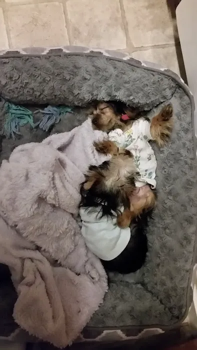 Puppy Town Picture 1