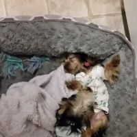 Puppy Town ico