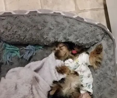 Puppy Town