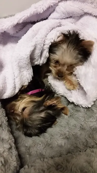 Puppy Town Picture 6