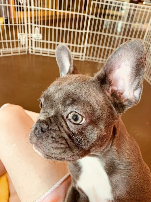 Puppy Town Picture 5