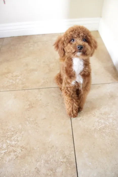 Puppy Town Picture 4