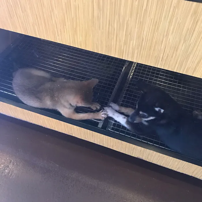 Puppy Town Picture 7