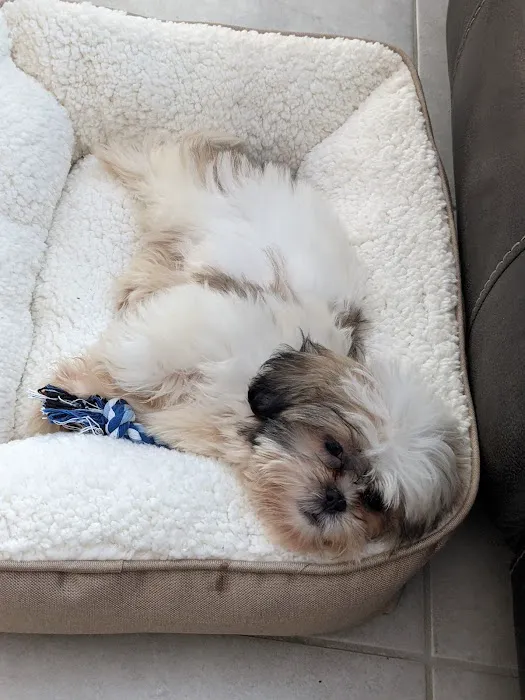 Puppy Town Picture 8