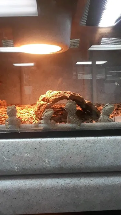 LLLReptile & Supply Las Vegas Picture 3