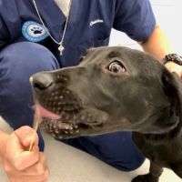 Hoboken Vets Animal Clinic ico