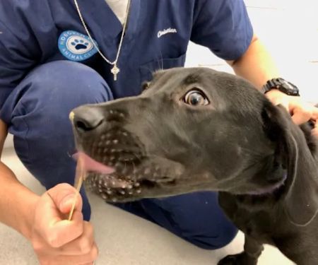 Hoboken Vets Animal Clinic